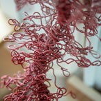 Juliet Macleod in her studio 2018